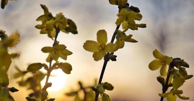 How Hypnosis Supercharges the Law of Attraction image